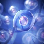 Periferik Yayma Görüntülerinde Yapay Zeka ile Hücre Tanıma