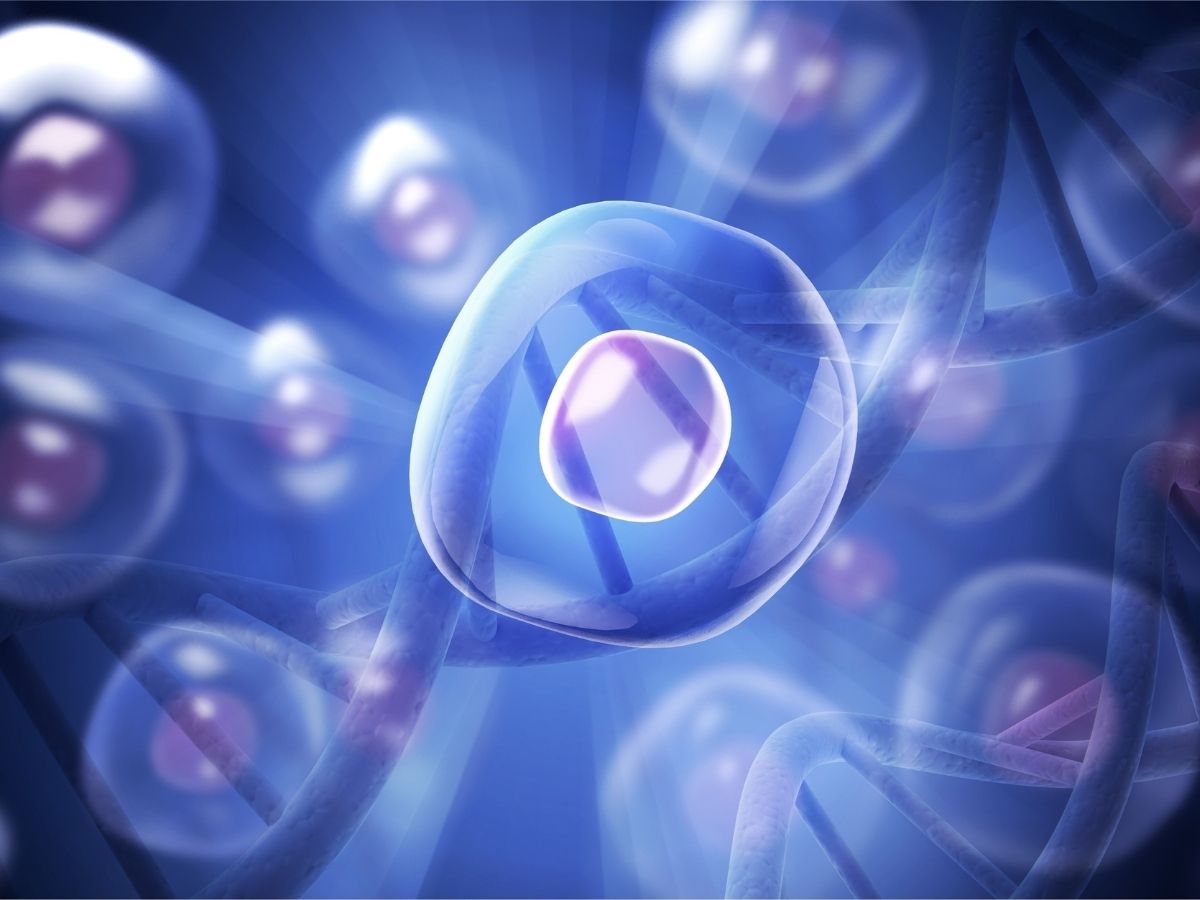 Yapay Zeka ile Hücre Tanıma Periferik Yayma Görüntüleme